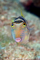Crowned Toby - Photograph taken with Canon 20D, 60 MM mac... by Stuart Ganz 